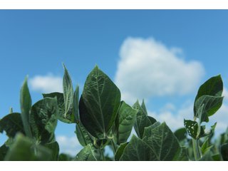 Farmland in Benton & Boone Counties, Indiana - LAND AUCTION - 118.5+/- ACRES IN 3 TRACTS IN BENTON & BOONE COUNTIES, INDIANA